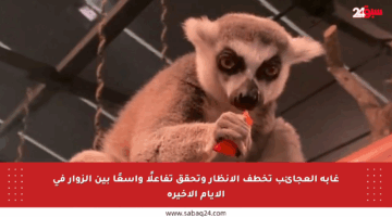 غابة العجائب تخطف الأنظار وتحقق تفاعلًا واسعًا بين الزوار في الأيام الأخيرة